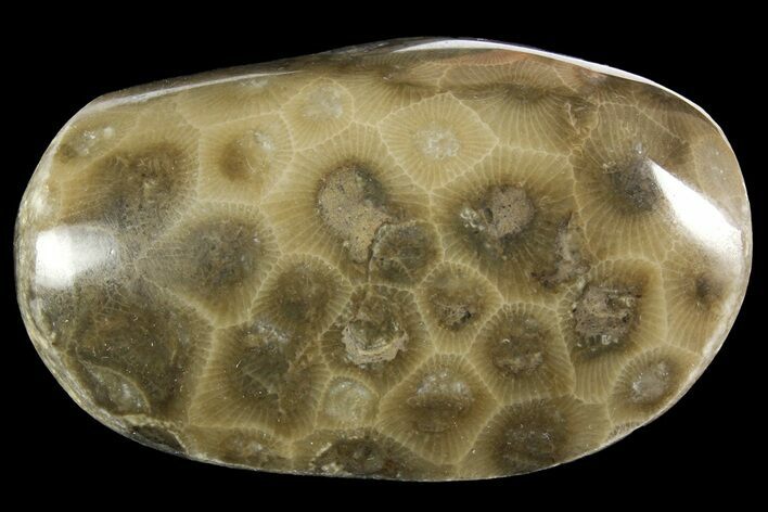 Polished Petoskey Stone (Fossil Coral) - Michigan #156105